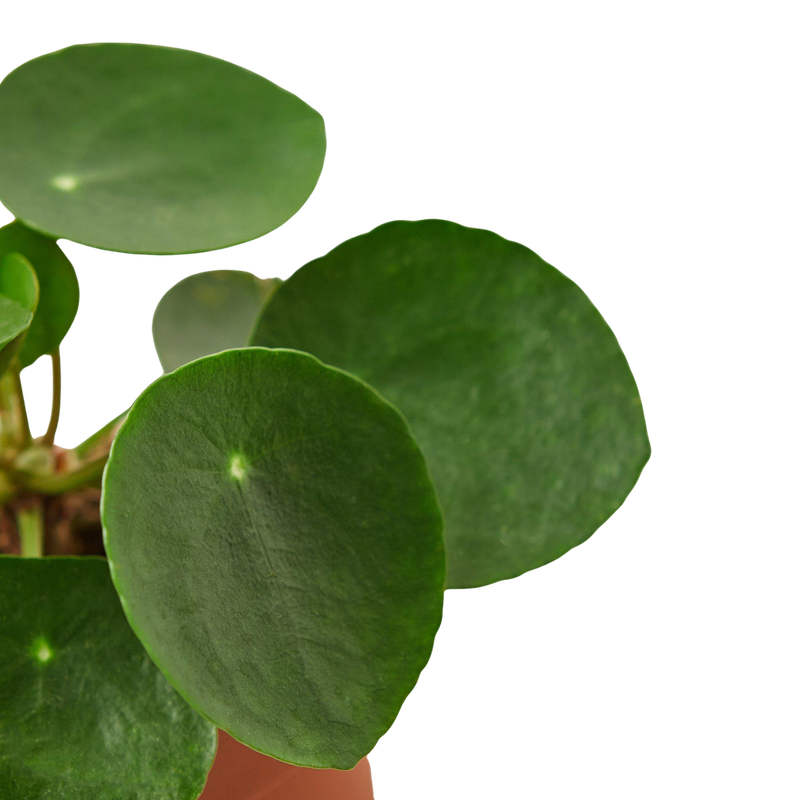 Pilea Peperomioides Chinese Money Plant | Easy Care Coin-Shaped Leaves | House Plant Shop