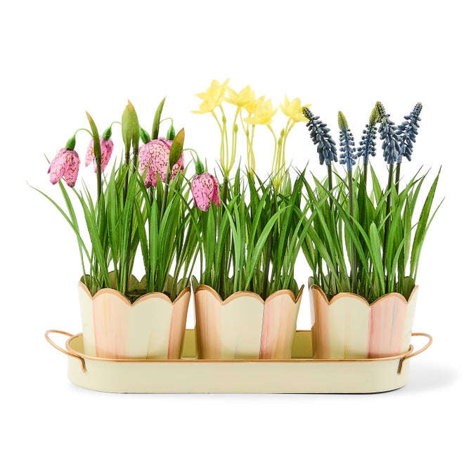 Rosy Stripe Triple Potted Blooms