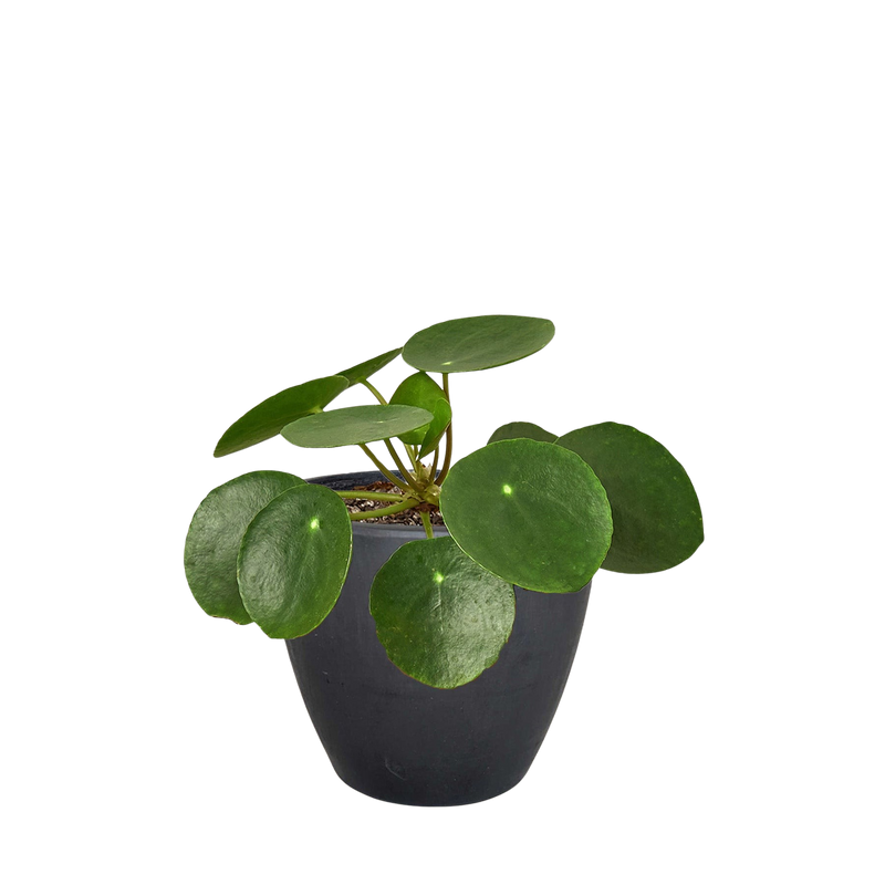 Pilea Peperomioides Chinese Money Plant | Easy Care Coin-Shaped Leaves | House Plant Shop
