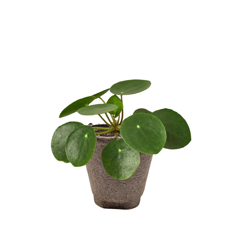 Pilea Peperomioides Chinese Money Plant | Easy Care Coin-Shaped Leaves | House Plant Shop