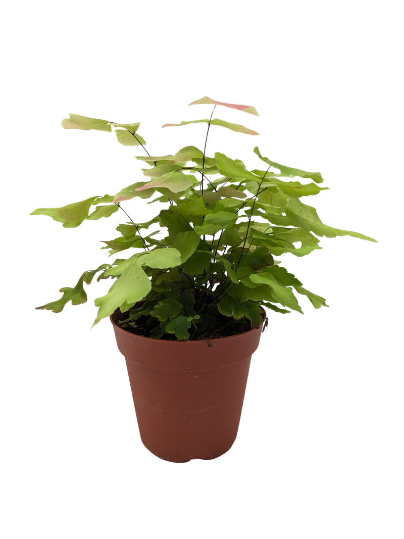 Large Leaf Maidenhair Fern | Delicate Humidity-Loving Plant | House Plant Shop