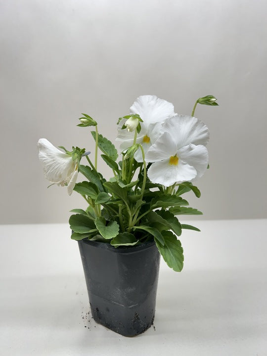 Pansies | Colorful Flowering Plants | Spring & Fall Blooms | House Plant Shop