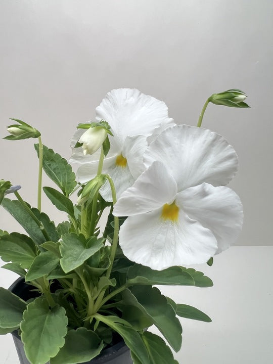 Pansies | Colorful Flowering Plants | Spring & Fall Blooms | House Plant Shop