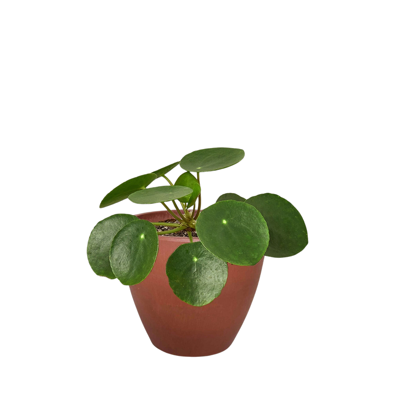 Pilea Peperomioides Chinese Money Plant | Easy Care Coin-Shaped Leaves | House Plant Shop