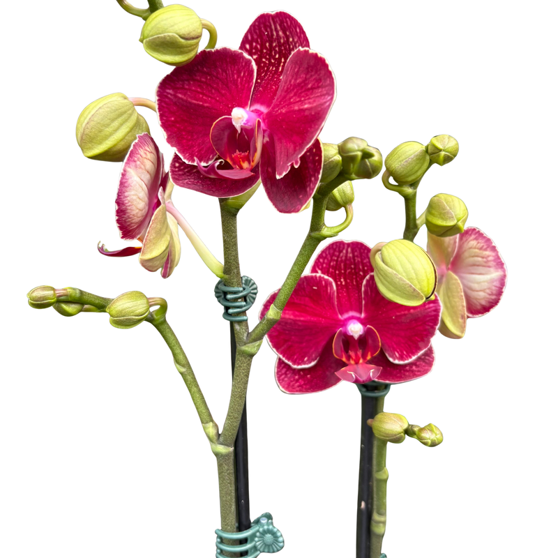 Red Phalaenopsis Orchid | Moth Orchid with Red Flowers | House Plant Shop