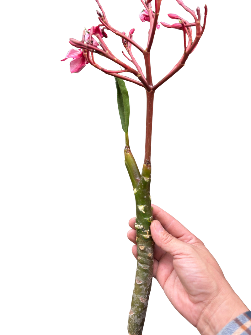 Plumeria Mex Pink Single | Fragrant Pink Tropical Flowers | House Plant Shop