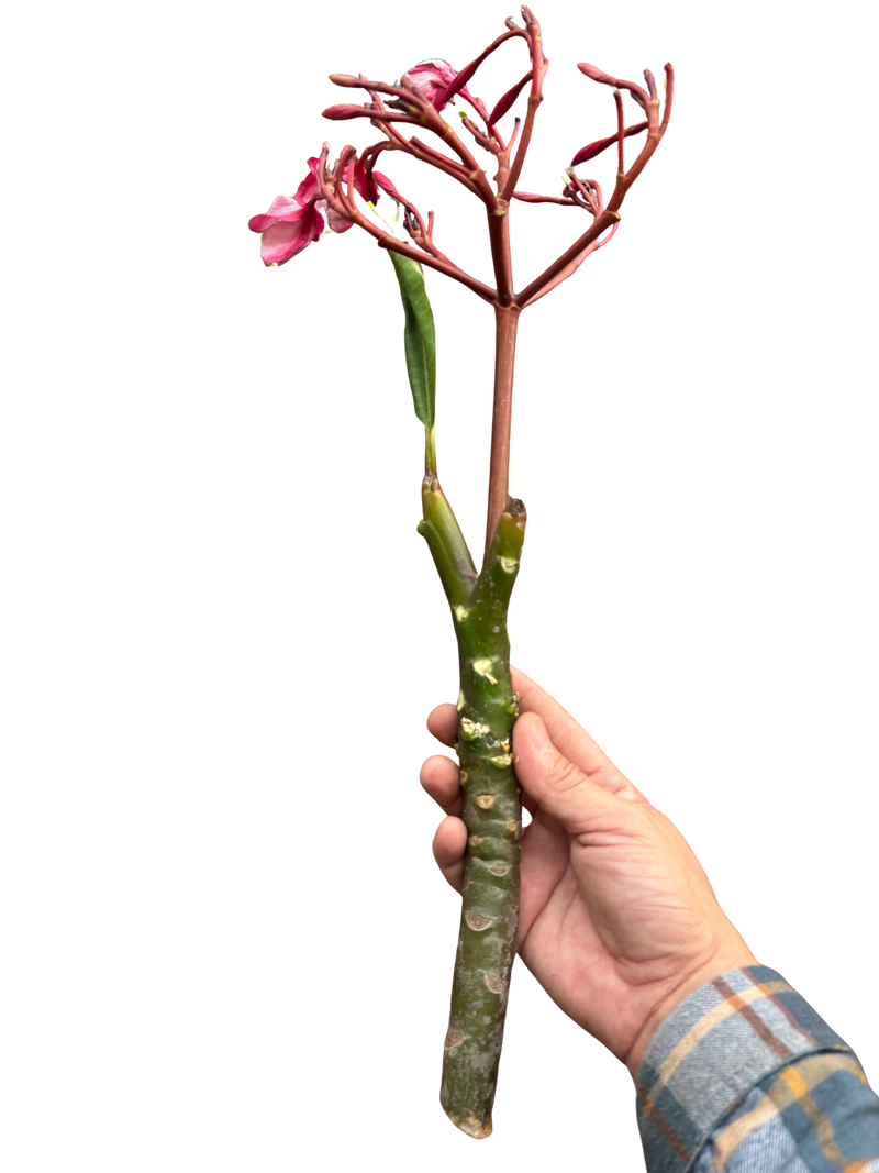 Plumeria Mex Pink Single | Fragrant Pink Tropical Flowers | House Plant Shop