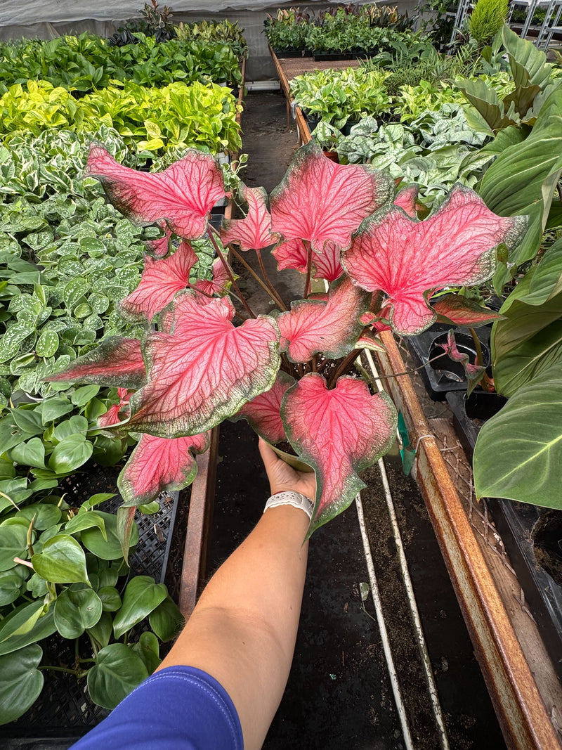 Caladium Red Flash | Bold Red & Green Tropical Foliage Plant | House Plant Shop