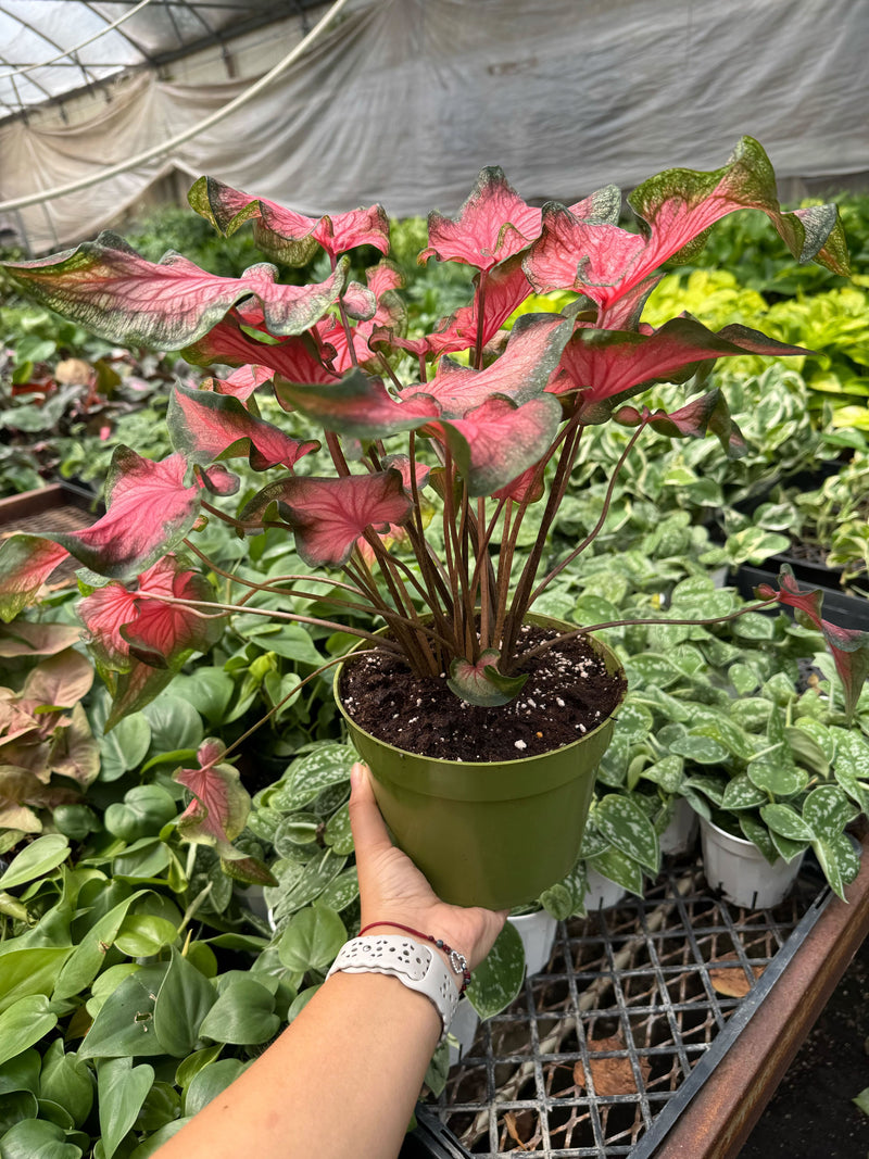 Caladium Red Flash | Bold Red & Green Tropical Foliage Plant | House Plant Shop