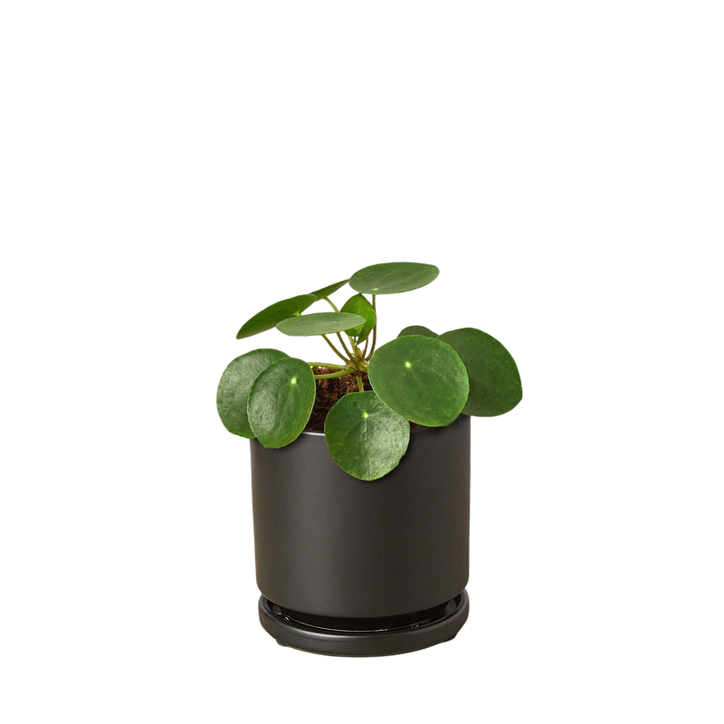 Pilea Peperomioides Chinese Money Plant | Easy Care Coin-Shaped Leaves | House Plant Shop