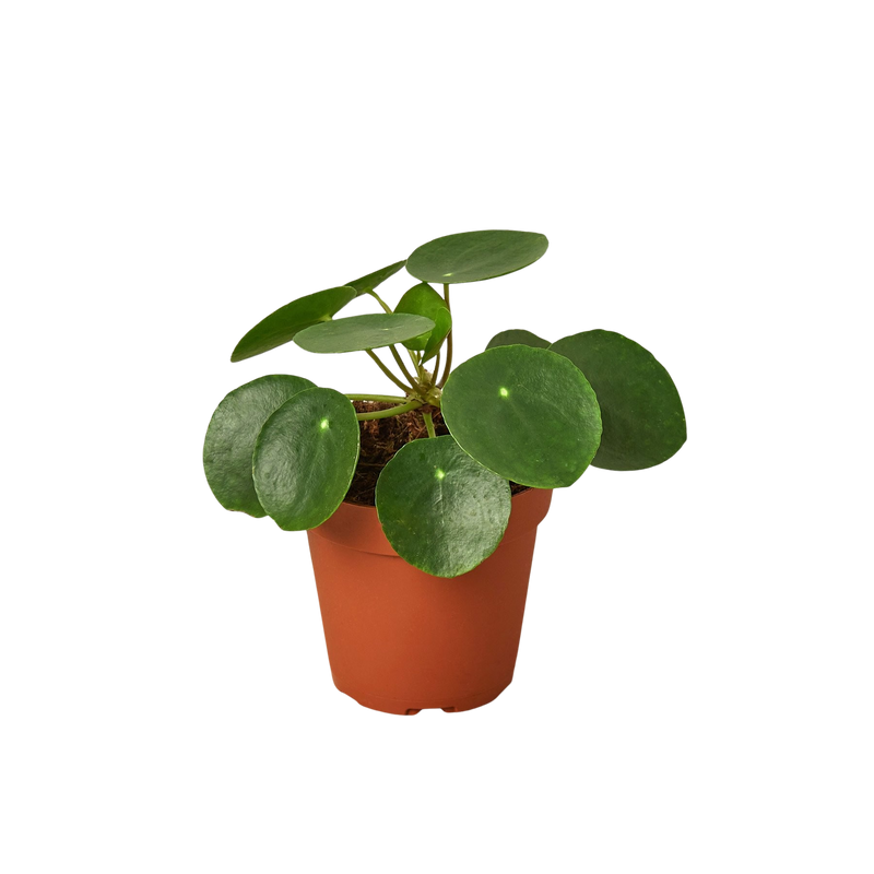Pilea Peperomioides Chinese Money Plant | Easy Care Coin-Shaped Leaves | House Plant Shop