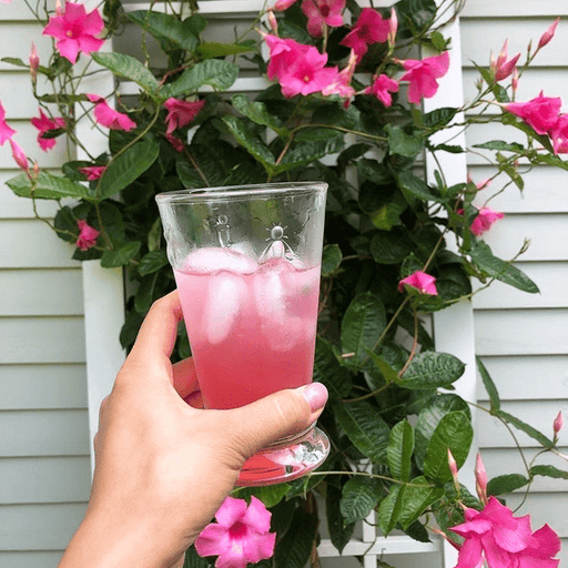 La Rochere NA La Rochere Bee Ice tea Glass Set-6