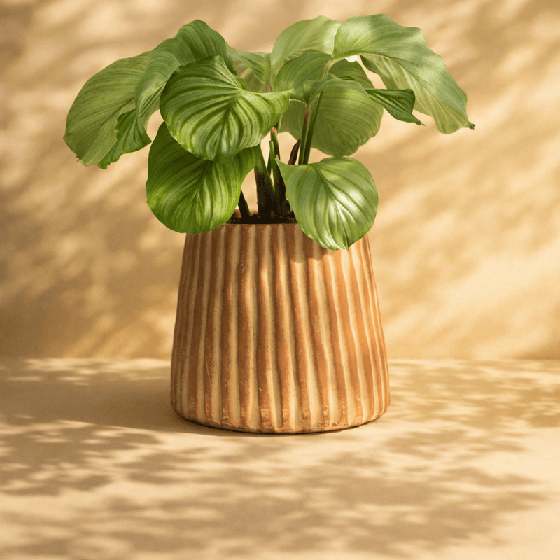 MESO Planter Elvira Terracotta Planter by MESO