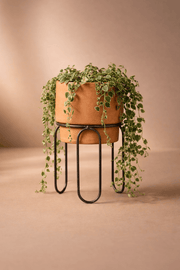MESO Planter Jaro Terracotta Planters by MESO