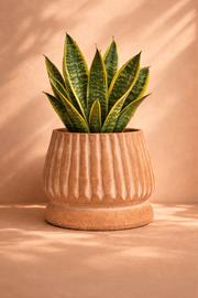 MESO Planter Mateo Terracotta Planter by MESO