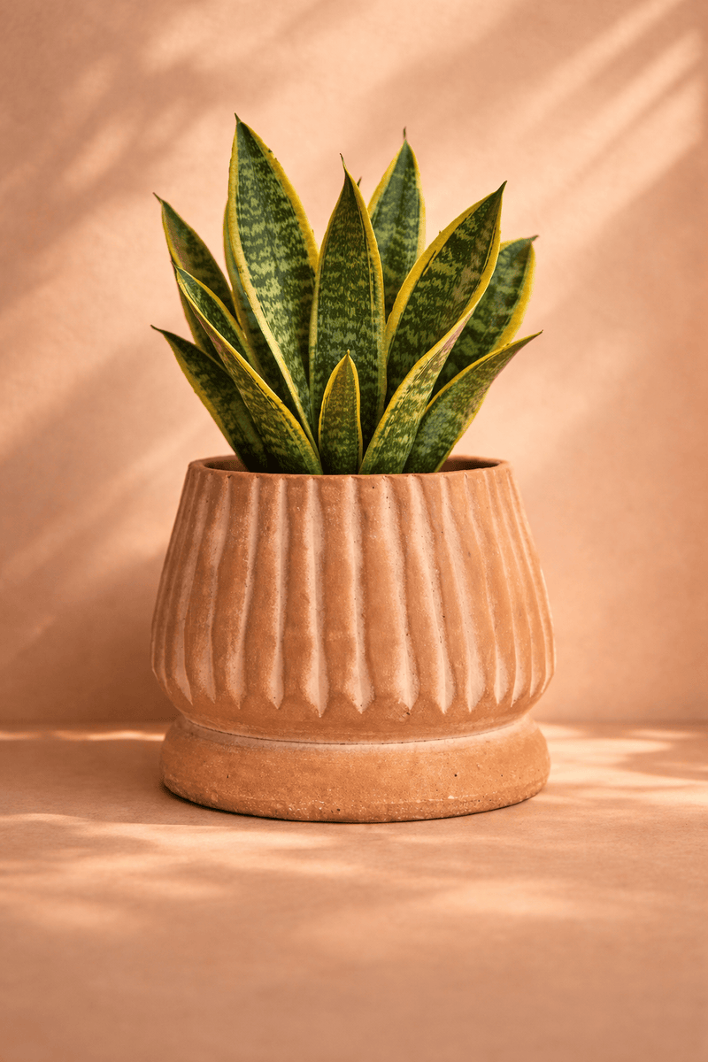 MESO Planter Mateo Terracotta Planter by MESO