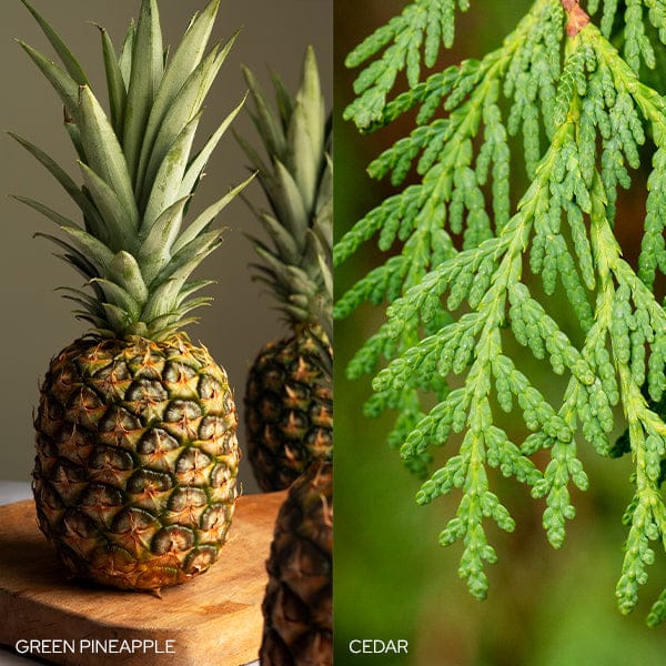 Old World Christmas Fresh Balsam Fir Candle