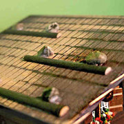 Quirks! Cuckoo Clock Classic Brienz Chalet in Amber Cuckoo Clock